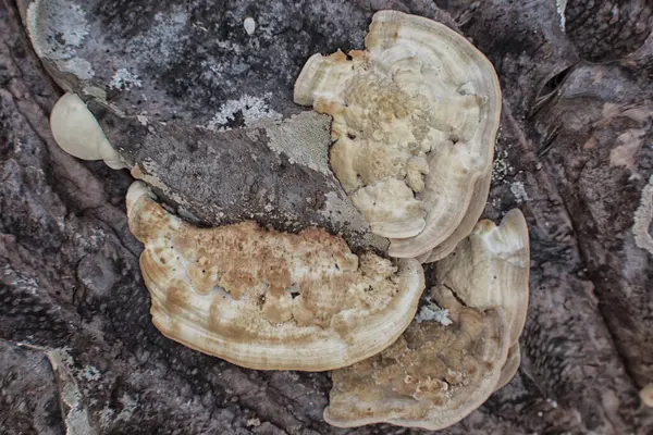 Yaban kafaya benzeyen mantar veya mantarların kızılötesi görüntüsü.