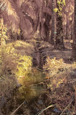 Bulanık drenajın kızılötesi görüntüsü ve durgun yağmur suyunun çukurunun yolu. 