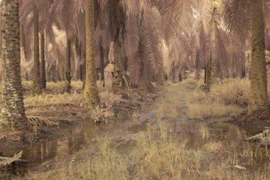 Bulanık drenajın kızılötesi görüntüsü ve durgun yağmur suyunun çukurunun yolu. 