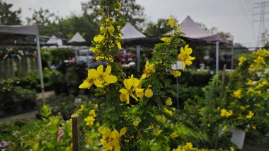 Sarı senna surattensis 'in manzarası saksıda çiçek ağacı.