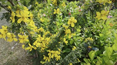Sarı senna surattensis 'in manzarası saksıda çiçek ağacı.