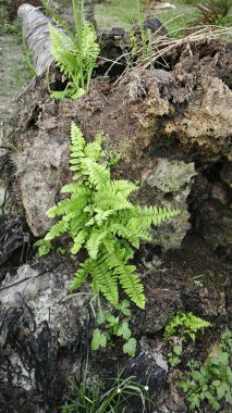 Çürüyen ağaçtan yükselen asplenyum eğreltiotu yaprağı..