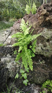 Çürüyen ağaçtan yükselen asplenyum eğreltiotu yaprağı..
