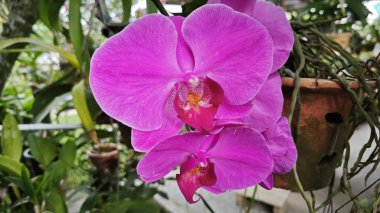 Renkli güve çiçeği çaydanlıktan filizleniyor.. 