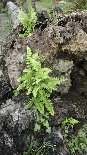 Çürüyen ağaçtan yükselen asplenyum eğreltiotu yaprağı..