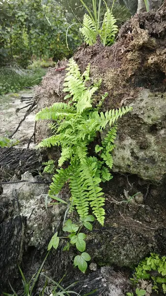 Çürüyen ağaçtan yükselen asplenyum eğreltiotu yaprağı..