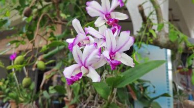 renkli sığır çobanı orkidesi saksıdan filizleniyor.. 