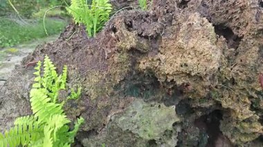 Çürüyen ağaçtan yükselen asplenyum eğreltiotu yaprağı..