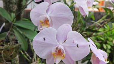 Renkli güve çiçeği çaydanlıktan filizleniyor..    