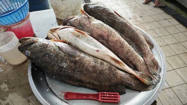 Epinefalus coioides sap balığında satılık..