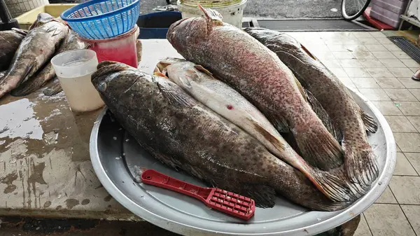 Epinefalus coioides sap balığında satılık..