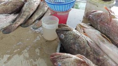 Epinefalus coioides tezgahta satılık balıklar. 