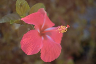 Hibiscus Fragilis 'in güzel kırmızı çiçeğinin kızılötesi görüntüsü.