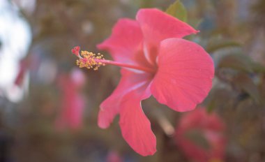 Hibiscus Fragilis 'in güzel kırmızı çiçeğinin kızılötesi görüntüsü.