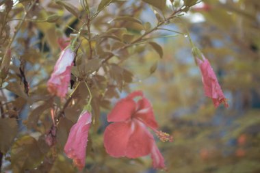 Hibiscus Fragilis 'in güzel kırmızı çiçeğinin kızılötesi görüntüsü.