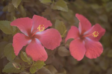 Hibiscus Fragilis 'in güzel kırmızı çiçeğinin kızılötesi görüntüsü.