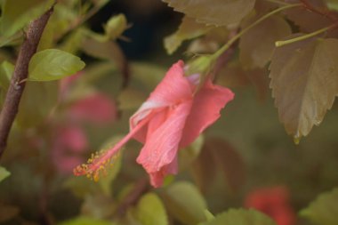 Hibiscus Fragilis 'in güzel kırmızı çiçeğinin kızılötesi görüntüsü.