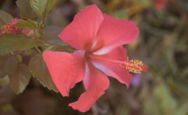 Hibiscus Fragilis 'in güzel kırmızı çiçeğinin kızılötesi görüntüsü.
