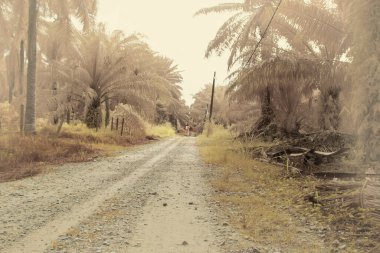 Palmiye yağı tarlasının içindeki parlak günün kızılötesi görüntüsü.  