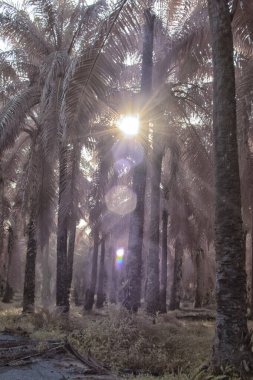 Palmiye yağı tarlasının içindeki parlak günün kızılötesi görüntüsü.  