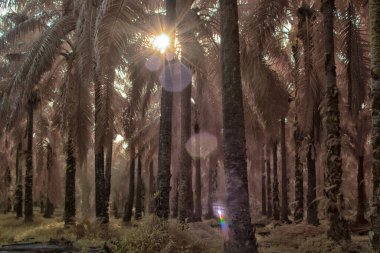 Palmiye yağı tarlasının içindeki parlak günün kızılötesi görüntüsü.  
