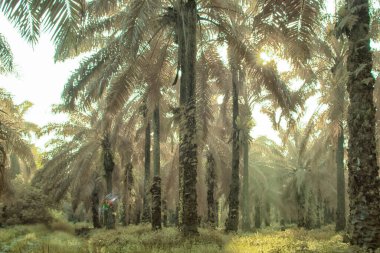 Palmiye yağı tarlasının içindeki parlak günün kızılötesi görüntüsü.  