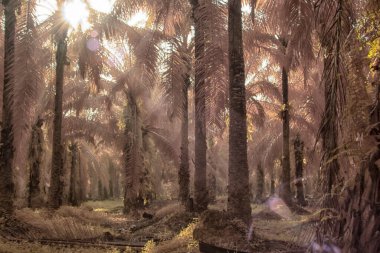 Palmiye yağı tarlasının içindeki parlak günün kızılötesi görüntüsü.  
