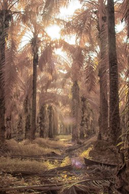 Palmiye yağı tarlasının içindeki parlak günün kızılötesi görüntüsü.  