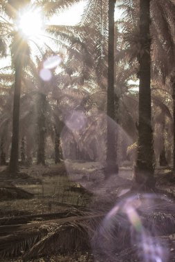 Palmiye yağı tarlasının içindeki parlak günün kızılötesi görüntüsü.  