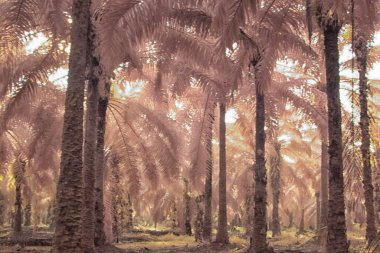 Palmiye yağı tarlasının içindeki parlak günün kızılötesi görüntüsü.  