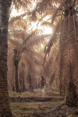 Palmiye yağı tarlasının içindeki parlak günün kızılötesi görüntüsü.  