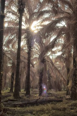 Palmiye yağı tarlasının içindeki parlak günün kızılötesi görüntüsü.  