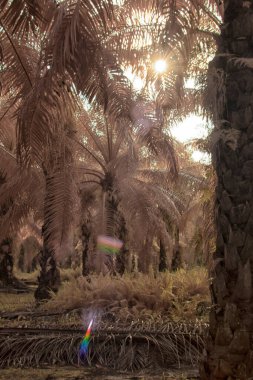 Palmiye yağı tarlasının içindeki parlak günün kızılötesi görüntüsü.  