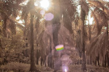 Palmiye yağı tarlasının içindeki parlak günün kızılötesi görüntüsü.  