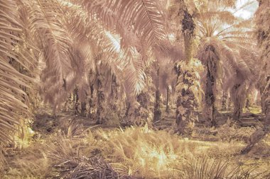 Palmiye yağı tarlasının içindeki parlak günün kızılötesi görüntüsü.  