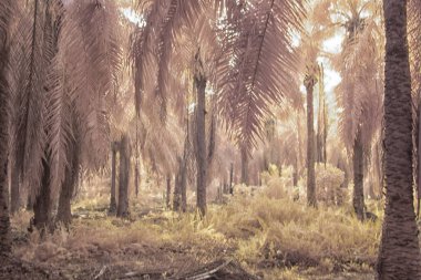 Palmiye yağı tarlasının içindeki parlak günün kızılötesi görüntüsü.  