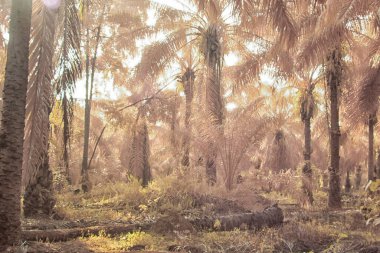 Palmiye yağı tarlasının içindeki parlak günün kızılötesi görüntüsü.  