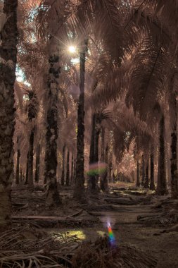 Palmiye yağı tarlasının içindeki parlak günün kızılötesi görüntüsü.  