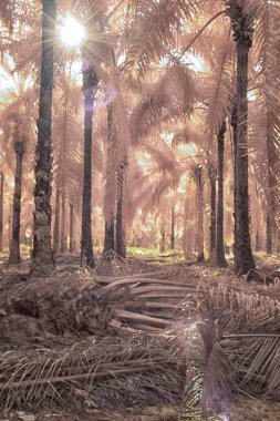 Palmiye yağı tarlasının içindeki parlak günün kızılötesi görüntüsü.  