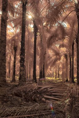 Palmiye yağı tarlasının içindeki parlak günün kızılötesi görüntüsü.  