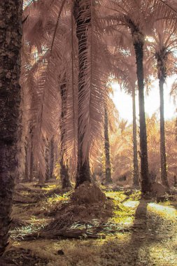 Palmiye yağı tarlasının içindeki parlak günün kızılötesi görüntüsü.  