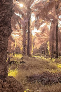 Palmiye yağı tarlasının içindeki parlak günün kızılötesi görüntüsü.  