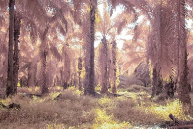 Palmiye yağı tarlasının içindeki parlak günün kızılötesi görüntüsü.  