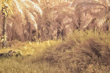 Palmiye yağı tarlasının içindeki parlak günün kızılötesi görüntüsü.  