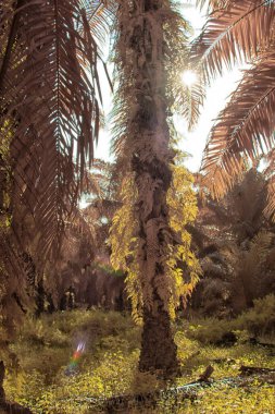 Palmiye yağı tarlasının içindeki parlak günün kızılötesi görüntüsü.  