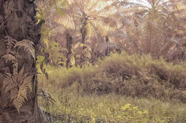 Palmiye yağı tarlasının içindeki parlak günün kızılötesi görüntüsü.  