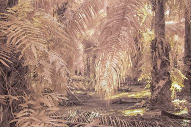 Palmiye yağı tarlasının içindeki parlak günün kızılötesi görüntüsü.  