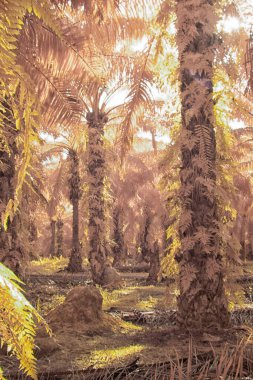 Palmiye yağı tarlasının içindeki parlak günün kızılötesi görüntüsü.  