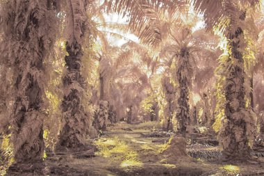 Palmiye yağı tarlasının içindeki parlak günün kızılötesi görüntüsü.  