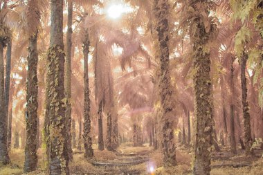 Palmiye yağı tarlasının içindeki parlak günün kızılötesi görüntüsü.  